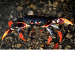 da crab bois but its extra crab