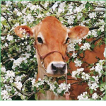 Flower Cow Army