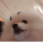 Dogui nos Fofinhos