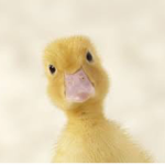 idk duck gang