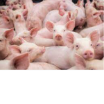 The Crazy Pigs Group