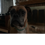 My dog is a queen