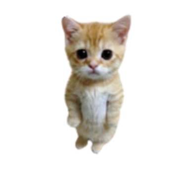 Kat