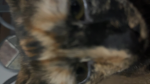 Pairs the Kitty