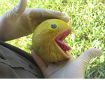 the world's lemons