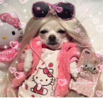 *+:｡.｡Channel Chihuahuas｡.｡:+*