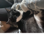 CATS FOR EVER!!!!!!!!