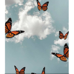 Lovley butterflies