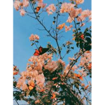 -The Lovely Army-