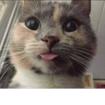 Shane The cat