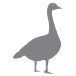 House Goose