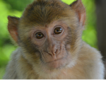 The Little Monkey Group!