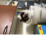 Minikitti
