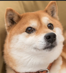RoyalDoges