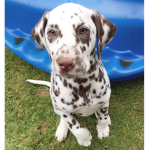 -[Puppies United]-