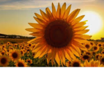 The sunflower and sunshine squad
