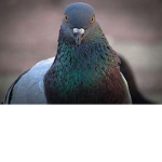 pigeon cults