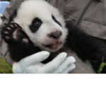 The panda power #Save the pandas
