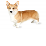 Corgi Fans :3