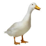 Goose Club (We Accept all birds!)