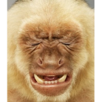 Monke Memes
