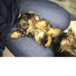 Cute Yorki Doggie