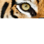 Amazon Tigers Basketball Team