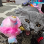 Cat aliens