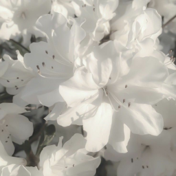 ୨⋆୧