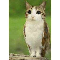Meowl Obby tower