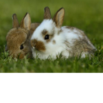 Rabbit simulator