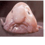 Blobfish Moment.