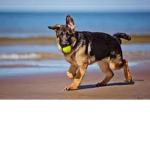 pastor aleman