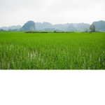 Quảng Trị Province