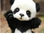 The water panda’s