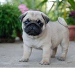 Order of the pug