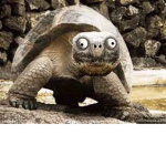 TURTLE STORE! turtle cool