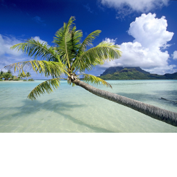 Tropical Island Resorts's Place Number: #