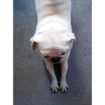 My doggo:)