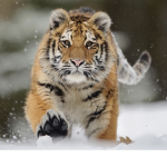 The cuteeee tigers