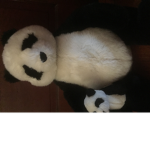 Panda squad12