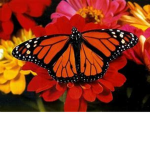 Butterfly Group :D