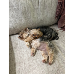 Epic puppers