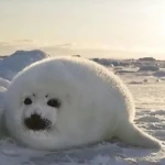 Be a Silly Seal Group Thumbnail