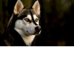 Wolf tycoon