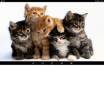 KITTY OF THE CATS