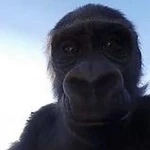 Gorilla Group Thumbnail