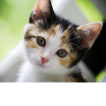 Sweetiethecat