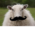army of the sheep