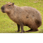 Capybara biggest fan club
